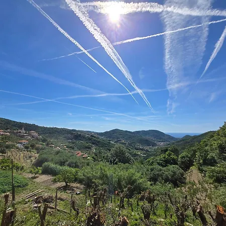 Eucalipto - By Ligooria Magliolo